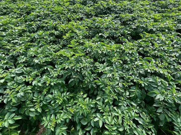 Patates tarlada yetişmiş..