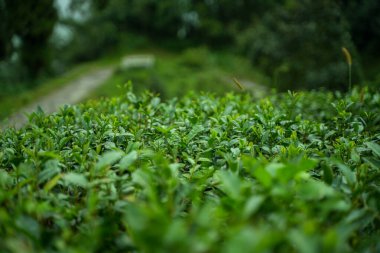 Darjeeling çay yaprağı tat ve lezzeti ile ünlüdür.