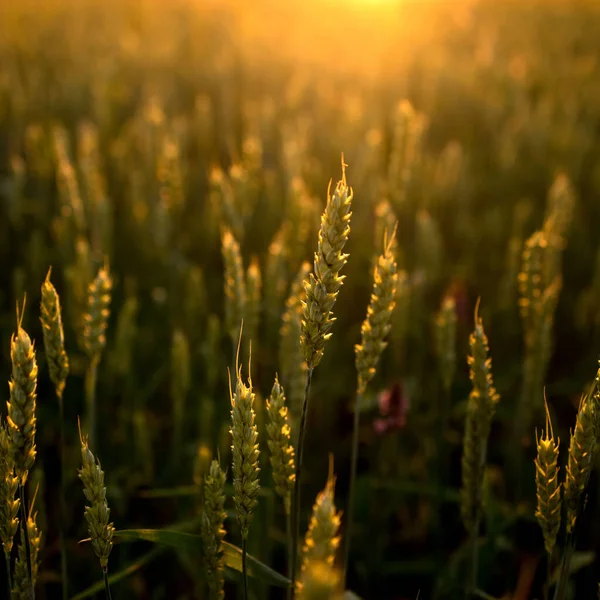 Зелені Вуха Пшениці Заході Сонця Незрілий Урожай Сільське Господарство Вирощування — стокове фото