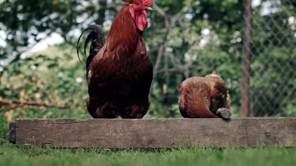 Rural Domesticated Chickens Eat Mangers Agriculture Chickens Yard — Vídeo de Stock