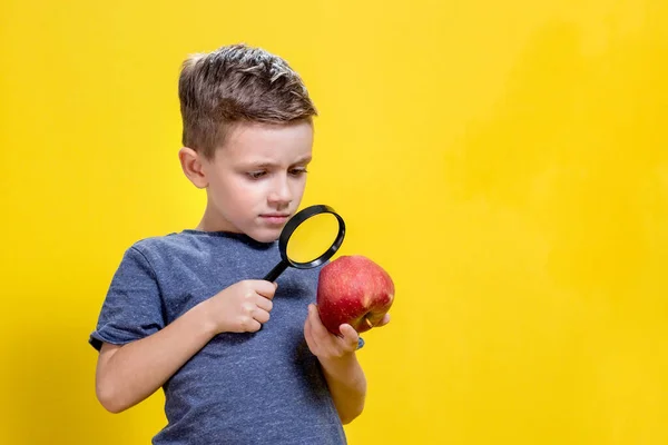 一个小男孩 一个小学生 透过放大镜看着一个红色的苹果 一个小研究员 — 图库照片