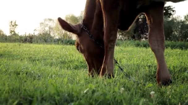Young Small Red Calf Grazing Meadow Agriculture Cattle Breeding — Αρχείο Βίντεο