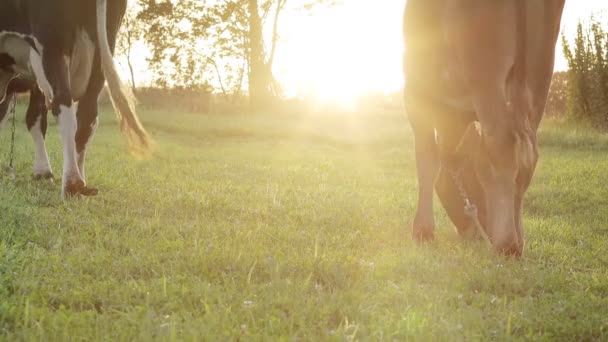 Sapi Hitam Putih Dan Betisnya Makan Padang Rumput Bertanduk Ternak — Stok Video