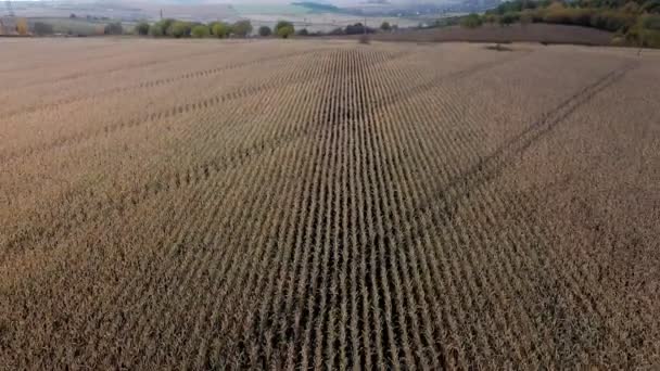 Flying Golden Corn Field Top View Agriculture Corn Farm — Vídeos de Stock