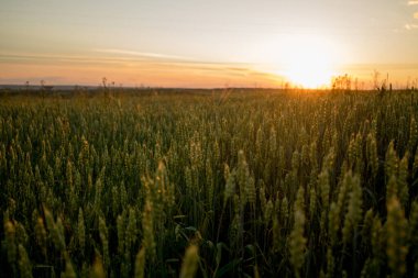 Gün batımında yeşil buğday kulakları. Olgunlaşmamış mahsul. Tarım. Buğday yetiştirme.