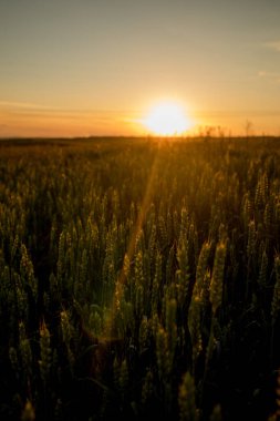 Yeşil buğday tarlasında gün batımı. Gelecekteki hasat. Bir mısır tarlası.