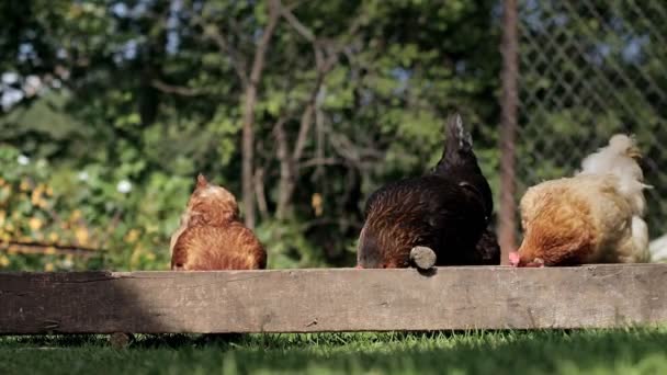 Rural Domesticated Chickens Eat Mangers Agriculture Chickens Yard — Stock video
