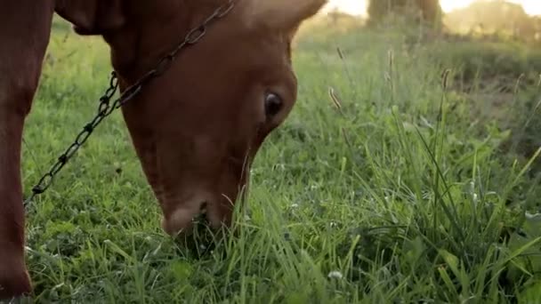 Young Small Red Calf Grazing Meadow Agriculture Cattle Breeding — Αρχείο Βίντεο