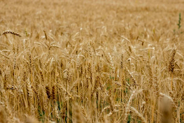 Zlaté Pšeničné Pole Slunečného Dne Koncept Velké Sklizně Produktivní Semenářství — Stock fotografie
