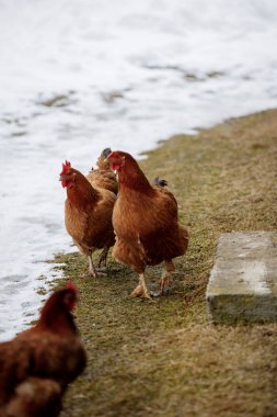 Tavuk çiftliği. Kırsal tavuk çiftliği ahırı. Kış günü bir sürü tavuk dışarıda yürüyor. Kışın bahçeye serilmiş güzel tavuklar..