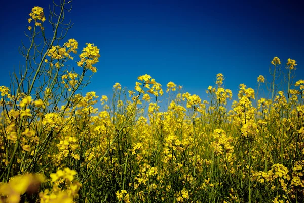 黄色の花の菜の花畑 動物飼料 植物油 バイオディーゼルの生産のために菜種が栽培されています — ストック写真