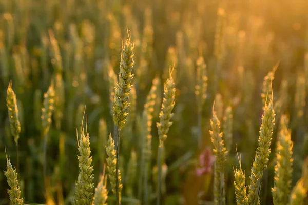 Зелена Пшениця Тлі Заходу Сонця Чудовий Літній Краєвид — стокове фото