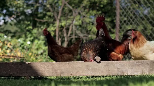 Rural Domesticated Chickens Eat Mangers Agriculture Chickens Yard — Stok video