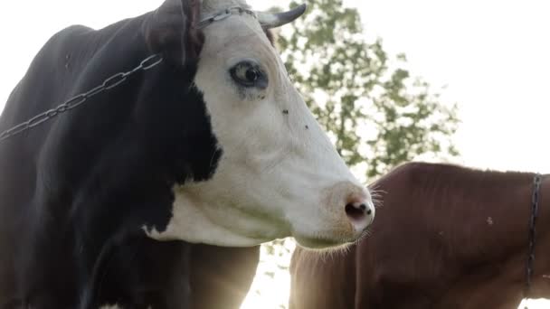 Una Vaca Blanco Negra Roza Pasto Bovinos Domesticados Con Cuernos — Vídeos de Stock