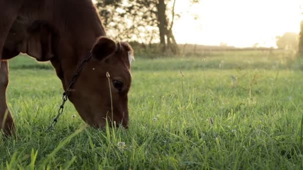 Young Small Red Calf Grazing Meadow Agriculture Cattle Breeding — Vídeo de Stock