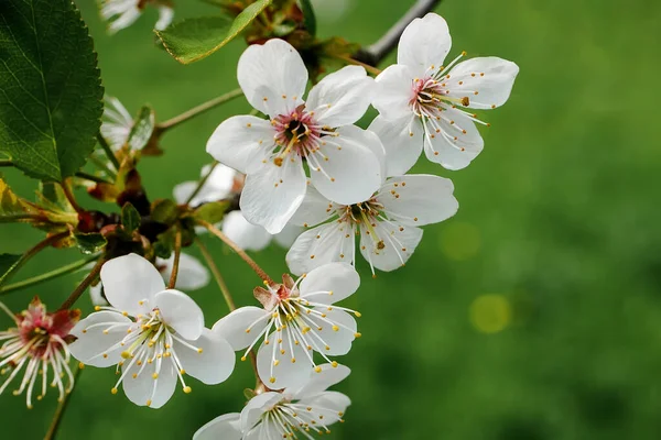 White Blossom Tree Blooming Early Spring Backgroung Blured High Quality — Stockfoto