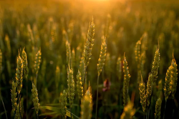 Закат Зеленом Зерновом Поле Будущий Урожай Поле Колосьев — стоковое фото