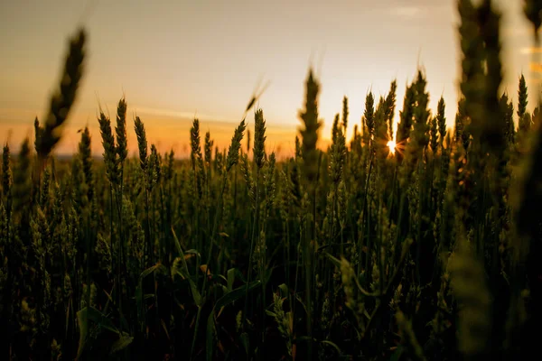 Groene Oren Van Tarwe Bij Zonsondergang Onrijpe Oogst Landbouw Teelt — Stockfoto