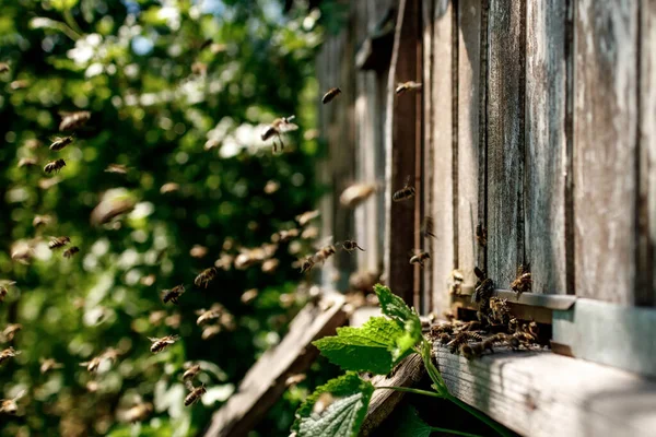 Pszczoły Miodne Latają Pobliżu Drewnianego Ula Pracowite Pszczoły Pszczelarstwo — Zdjęcie stockowe