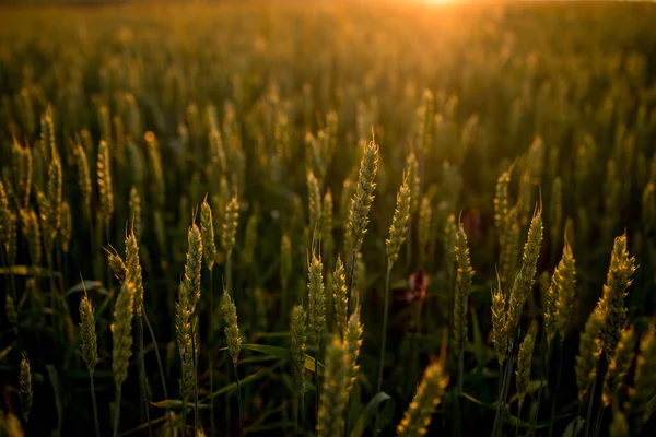 Grüne Ähren Bei Sonnenuntergang Unreife Ernte Landwirtschaft Anbau Von Weizen — Stockfoto