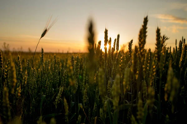 Захід Сонця Зеленому Пшеничному Полі Майбутні Жнива Поле Вух Кукурудзи — стокове фото