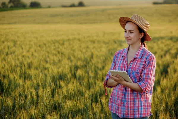 Young Fcrmer Checks Grain Field Sends Data Cloud Tablet Concept — Stock fotografie