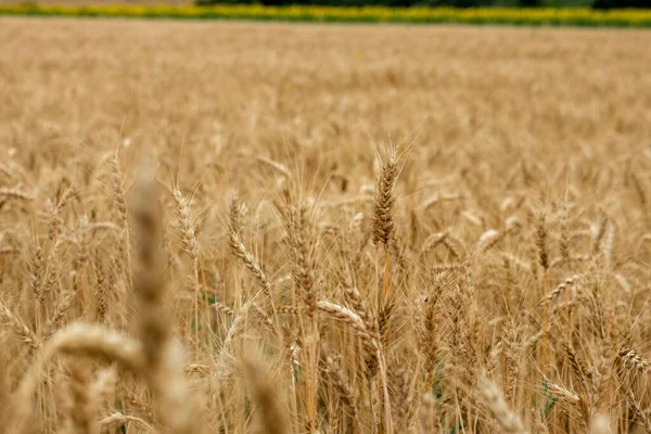 Güneşli Bir Günde Altın Buğday Tarlası Büyük Hasat Verimli Tohum — Stok fotoğraf