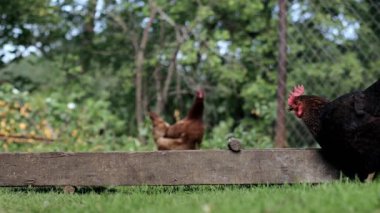 Rural domesticated chickens eat from mangers outside. Agriculture. Chickens in the yard.