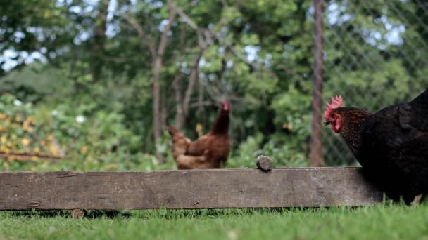 Αγροτικά Κατοικίδια Κοτόπουλα Τρώνε Από Φάτνες Έξω Γεωργία Κοτόπουλα Στην — Αρχείο Βίντεο
