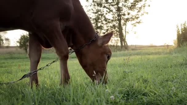 Young Small Red Calf Grazing Meadow Agriculture Cattle Breeding — Video