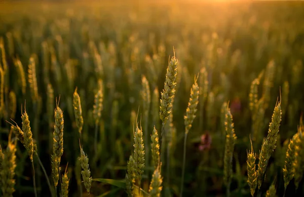 Sunset on a green wheat field. Future harvest. A field of ears of corn.