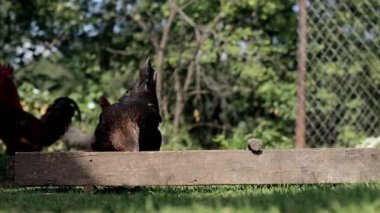 Rural domesticated chickens eat from mangers outside. Agriculture. Chickens in the yard.