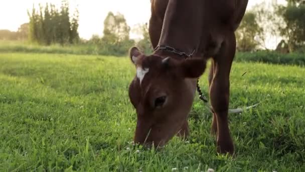 Young Small Red Calf Grazing Meadow Agriculture Cattle Breeding — Stockvideo