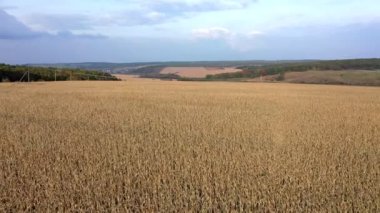Arkadaki mavi gökyüzünde altın bir mısır tarlasının üzerinde uçuyor. Tarım. Mısır tarlası.