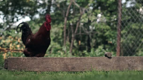 Αγροτικά Κατοικίδια Κοτόπουλα Τρώνε Από Φάτνες Έξω Γεωργία Κοτόπουλα Στην — Αρχείο Βίντεο
