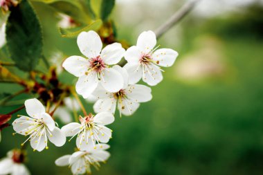 Baharın başlarında açan ağaçta beyaz çiçek, arka plan maviydi. Yüksek kalite fotoğraf.