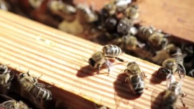Honeycombs and many working bees. Production of natural honey. Honey bees. Apiculture.
