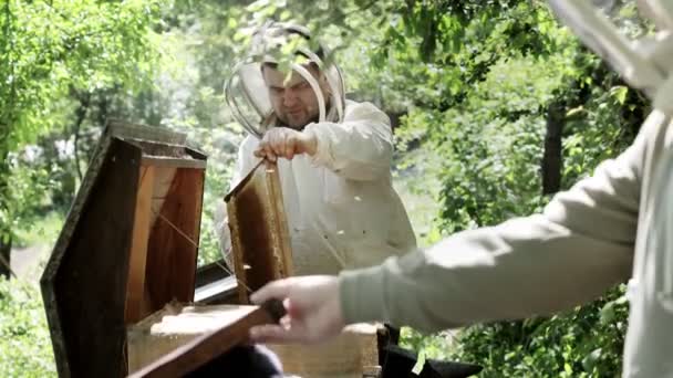 Beekeeper Assistant Inspects Honeycombs Full Bees Beekeeper Holds Honeycomb Frame — Vídeo de Stock