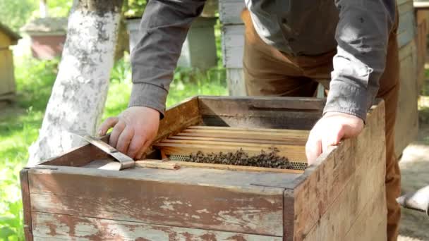 Pszczelarz Kombinezonie Ochronnym Pracuje Plastrami Miodu Pasiece Pszczelarstwo Wsi Rolnictwo — Wideo stockowe