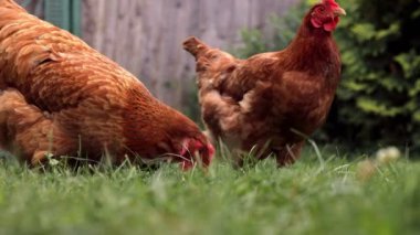 Tavuklar bahçedeki çiftlikte yeşil çimenleri gagalıyorlar. Kırsal ekonomi