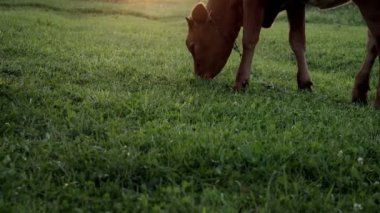 A young small red calf is grazing in a meadow. Agriculture. Cattle breeding.