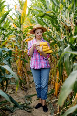 Mısır tarlasında mısır koçanı tutan çiftçi.