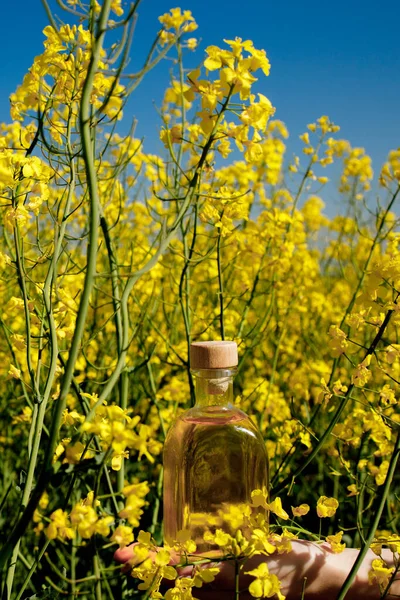 Rapeseed oil in a transparent glass bottle in hand on a background of rapeseed field.