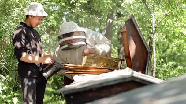 Bijenhouder Met Assistent Inspecteert Honingraten Vol Bijen Imker Houdt Het — Stockvideo