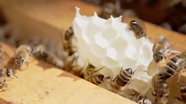 Μελίσσια Και Πολλές Μέλισσες Που Εργάζονται Παραγωγή Φυσικού Μελιού Μέλισσες — Αρχείο Βίντεο