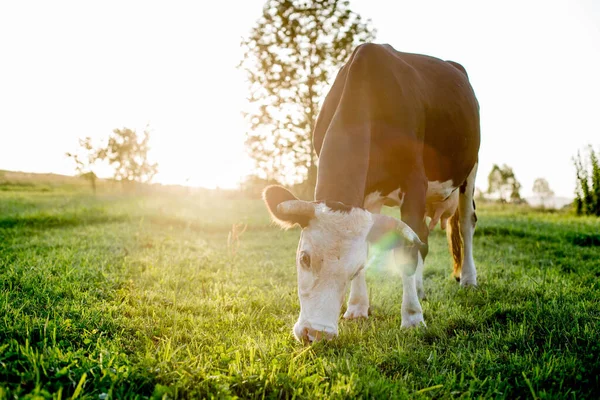 牧草地に黒白の牛が放牧されている 家畜の角だ ホームファーム — ストック写真