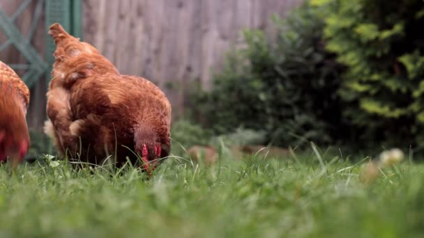 Chickens Pecking Green Grass Yard Home Farm Rural Economy — Stock Video
