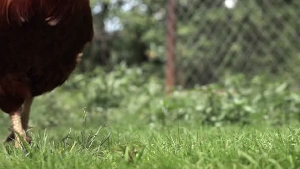 庭の家の農場で緑の草を摘む鶏 農村経済 — ストック動画
