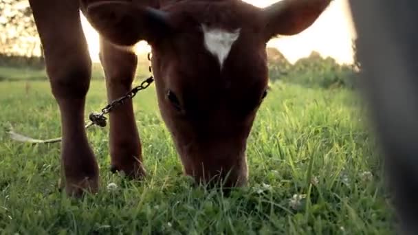 Young Small Red Calf Grazing Meadow Agriculture Cattle Breeding — Stock video