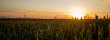 Yeşil buğday tarlasında gün batımı. Gelecekteki hasat. Bir mısır tarlası.